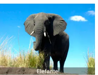 Pantalla ejemplo de la aplicación con foto real de una elefante.