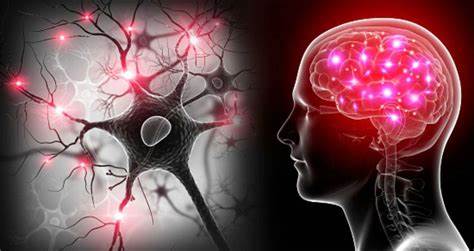 Cerebro y sinapsis cerebral